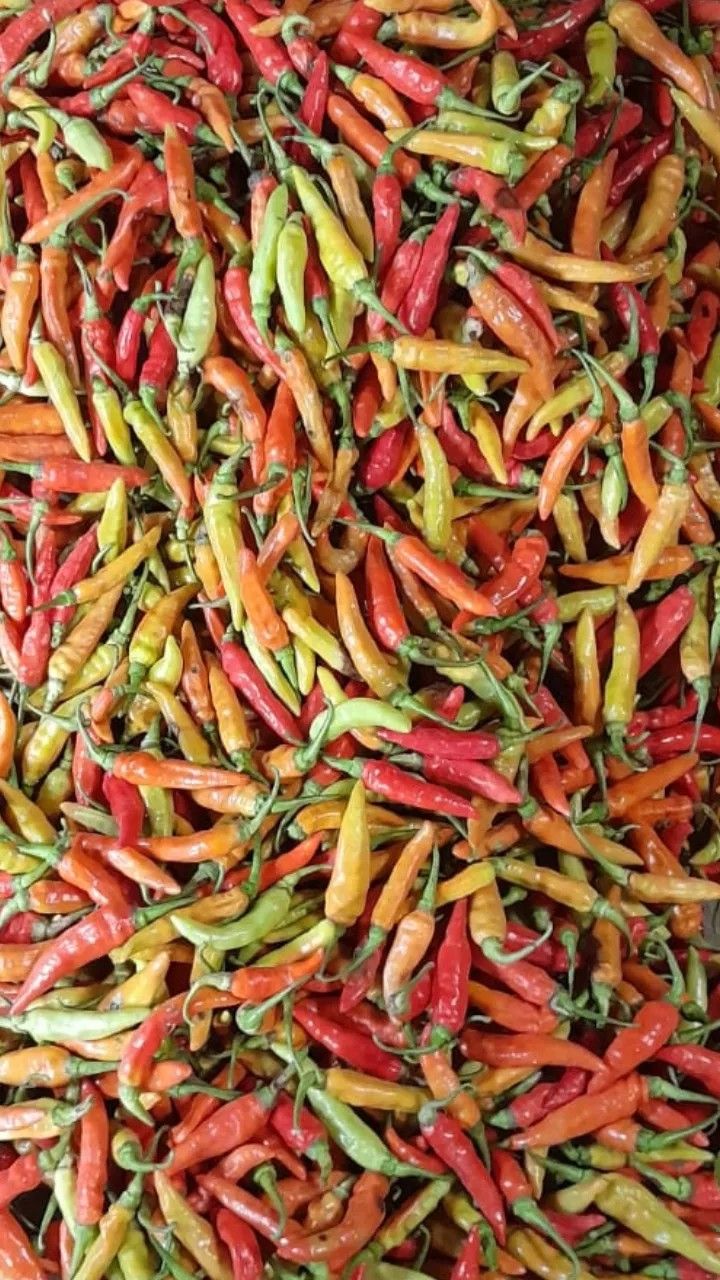 Cabai Rawit Merah