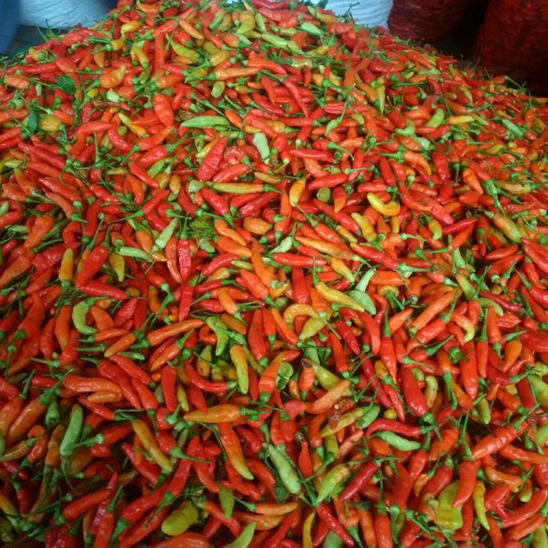 Cabai Rawit Merah